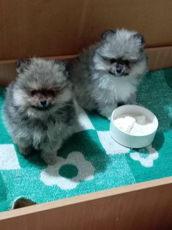 Продажа прекрасного мальчика померанского шпица миник
Цена 100 000