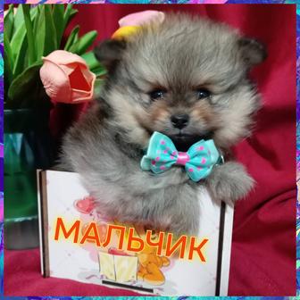 Шикарные мальчик и девочка померанского шпица.