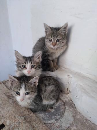 Отдам котят