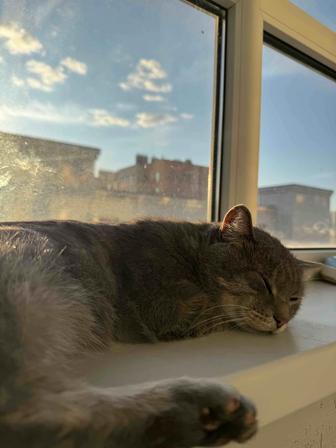 Отдам кошку в хорошие руки