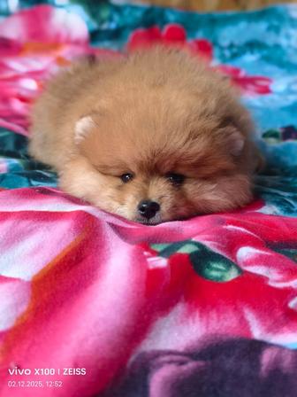 Продам щенка шпица.