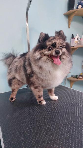 Стрижка собак Алматы