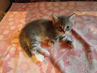 Отдам даром котят