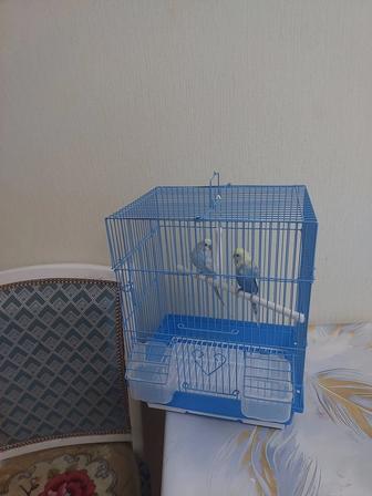 Попугай клетка корм