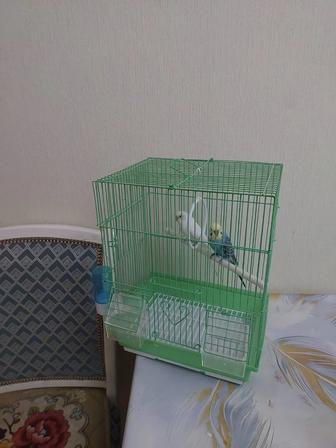 Попугай клетка корм