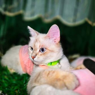 Юки ждет семью ответственную кошки