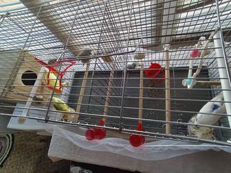 Продам попугаев