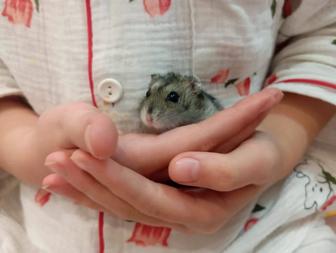 хомячки веселые