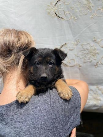Немецкие овчарки щенки