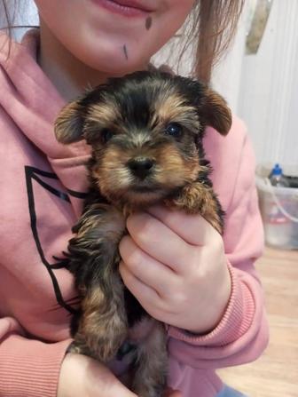 Продаются щенки Йорки