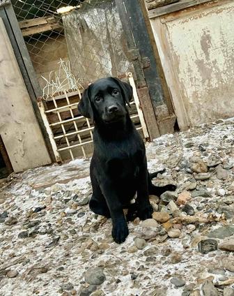 Щенки лабрадора ретривера