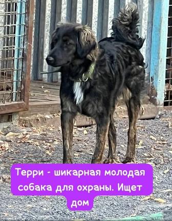 Собака