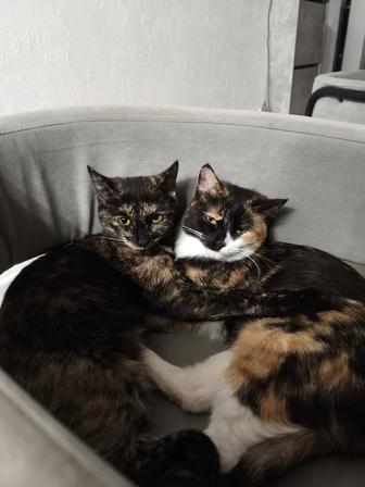 Груминг питомцев с любовью