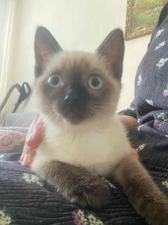 Котенка в хорошие руки