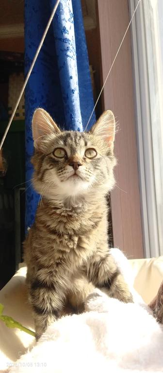 Котенок сибирский