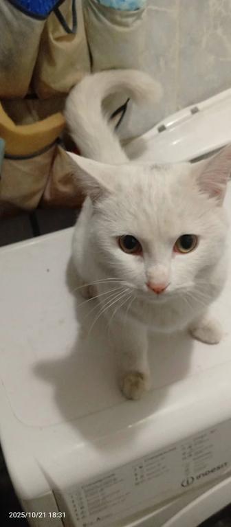 Зефир, кастрат