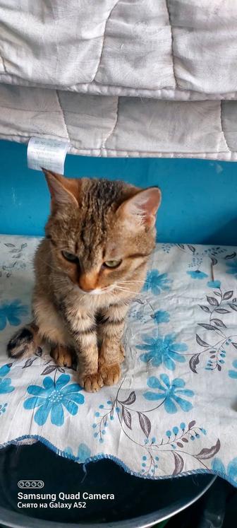 Котенок кошка