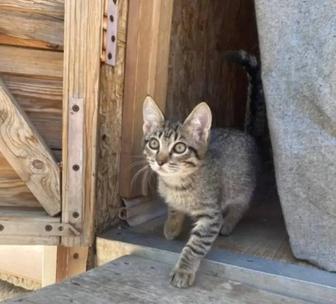 Отдам котенка