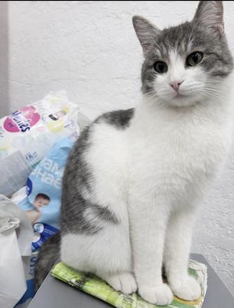 Астана! Кот по имени Мурзик ищет хозяев!