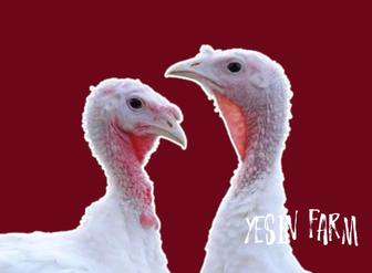 Белый широкогрудый инкубационные яйца индюков высокий вывод