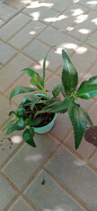 Продам комнатные растения: алоэ и т.д.
