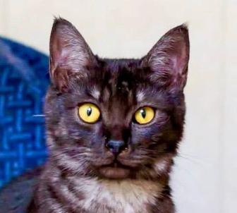 Котик Бруно ищет дом