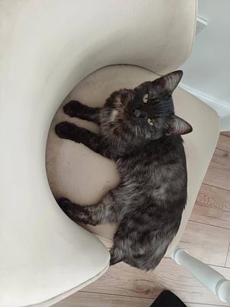 В добрые руки кошка