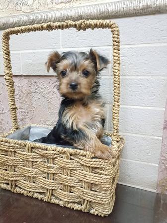 Продам йоркширский терьер