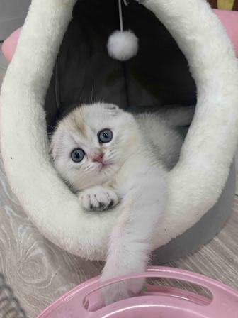 Продам котенка шиншиллу