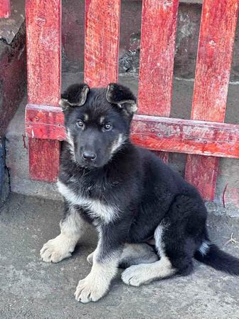 Щенок немецкой овчарки