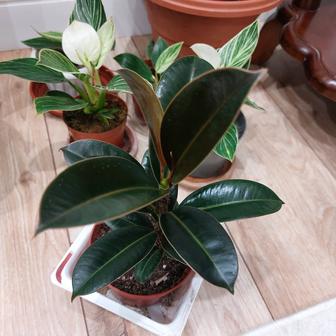 Комнатный цветок