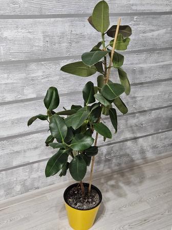 Продаются комнатные растения