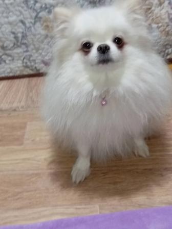 Шикарная девочка померанского шпица.Тип beibi feis кукольного типа. 2 года