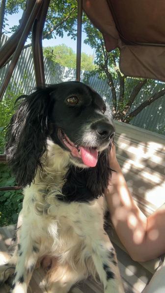 Пропала собака спаниель