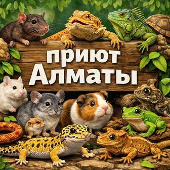 Приют для декоративных животных