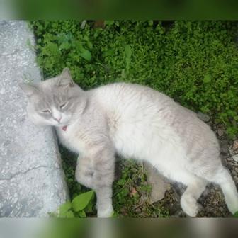 Потерялся сиамский кот