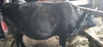 Продам стадо помесных коров и телочек, коровы - стельные, оптом!