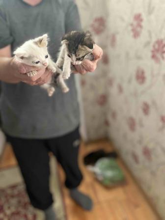 Котята