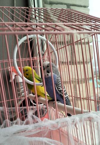 Продам попугаев