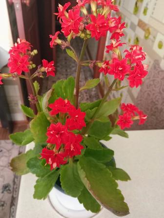 Каланхоэ продам цветок