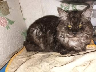 Отдам в дар кота