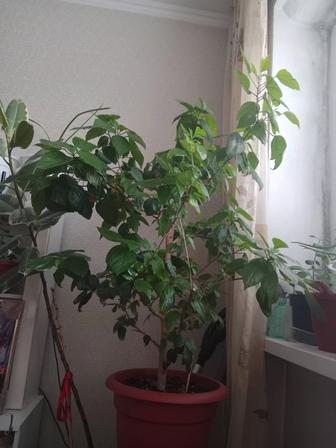 Продам домашние цветы фикус1,3 м , роза китайская 1м ,пальма 1,2 за 120 тыс