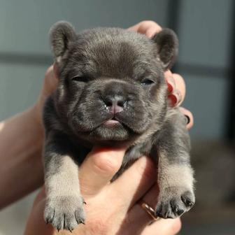 Шикарные щенки французского бульдога