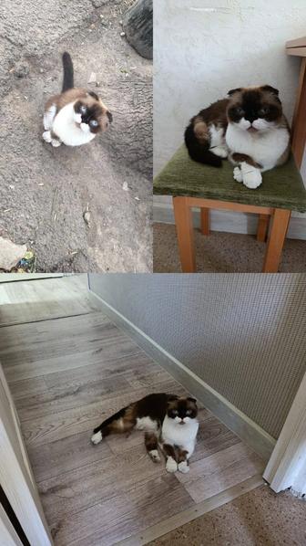 Отдадим кошку в хорошие руки