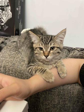 Котенок, 11 недель. Родилась 23го марта
