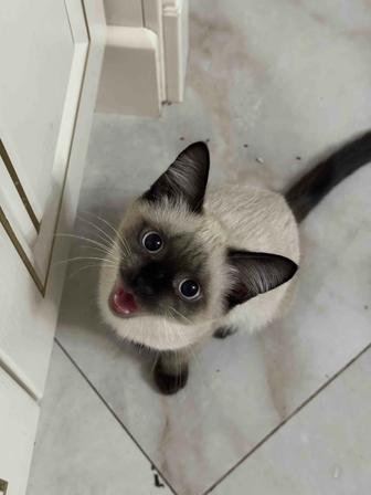 Котенок сиамской породы