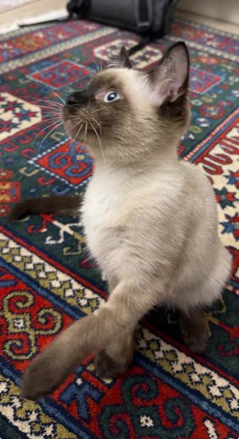 Котенок сиамской породы