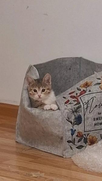 Котенок 3 месяца