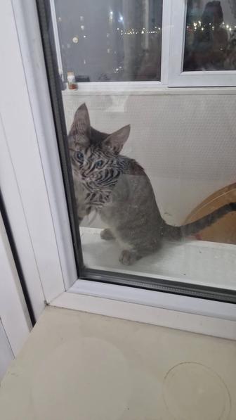 Отдам даром кота