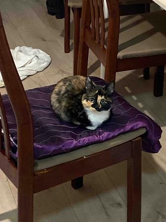 Котенок в хорошие руки, даром